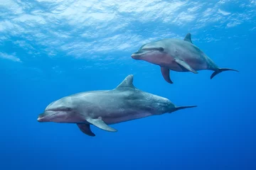 Tuinposter Dolfijnen in het blauw © Tropicalens