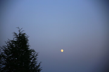 Silhouette of a fir tree under full moon light in the background, at dusk