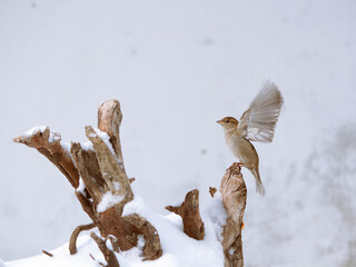 Female house sparrow (Passer domesticus) flapping on a snowy stump. White background.
