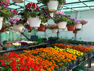 Fototapeta na wymiar plant nursery in flower market for sale, bright flower seedlings in pots ready for sale, Agricultural activities concept
