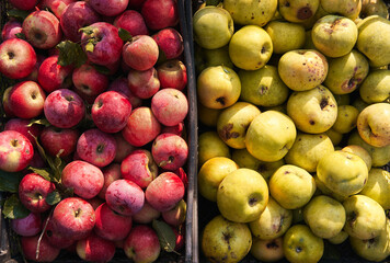 Lots of fresh raw apples. Yellow apples and red apples of different variety are placed in different baskets next to each other. Fresh seasonal fruit from garden trees, top view.