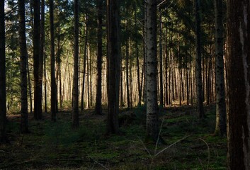 Obraz premium forest in the morning