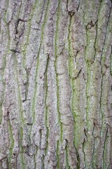 bark of a tree