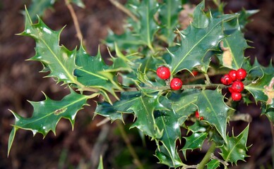 holly berries and leaves