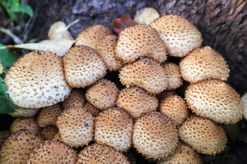 group of honey mushrooms on a tree close up © Sergei Timofeev