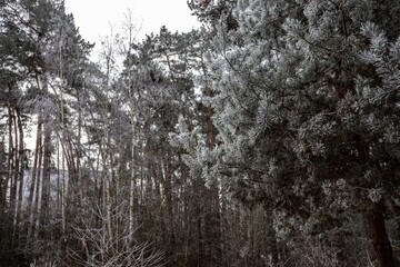 pine tree branches covered with snow