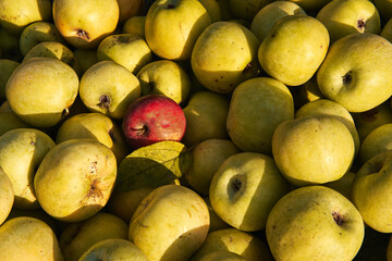 Lots of fresh raw apples. Yellow apples freshly picked from garden trees and lone red apple among others. Large background or splash screen with fruit.