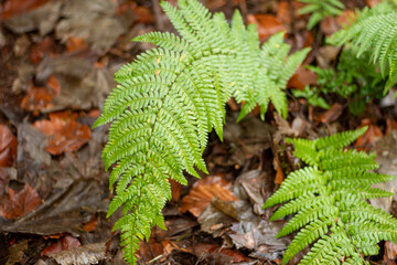 Fern in Park Snawdonia in Wales
