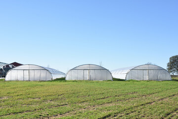 Obraz premium Three white tunnel greenhouse structures in the countryside