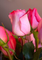 Fototapeta premium BARELY RED, ROSE