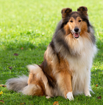 Sch&ouml;ne 7-j&auml;hrige dark-sable Langhaar-Collie-H&uuml;ndin
