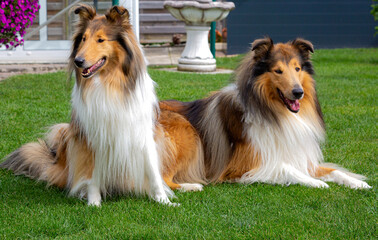 Befreundete Langhaar-Collie-Hunde
