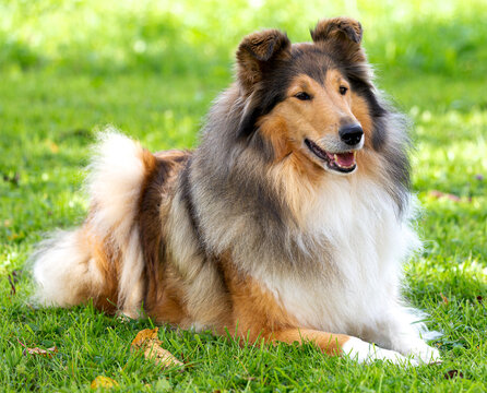 Sch&ouml;ne 7-j&auml;hrige dark-sable Langhaar-Collie-H&uuml;ndin