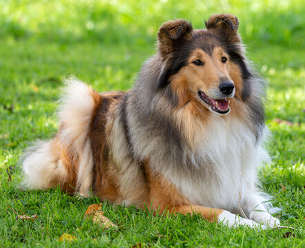 Sch&ouml;ne 7-j&auml;hrige dark-sable Langhaar-Collie-H&uuml;ndin