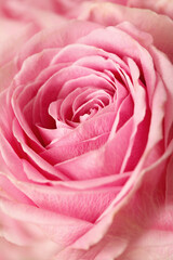 pink rose flower, macro detail