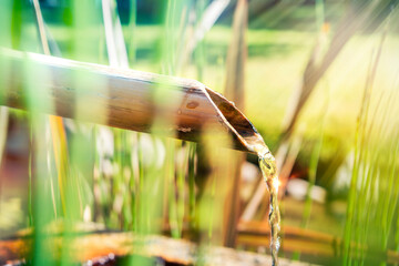 jet of natural water falling down sugar cane in a beautiful natural park