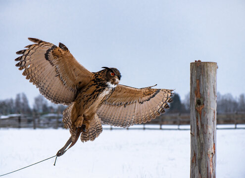 Eurasian Eagle Owl (Bubo Bubo) during falconry training.