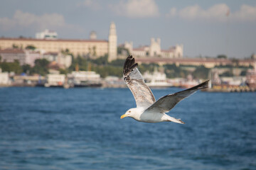 Naklejka premium Ivory gull with a yellow beak and black tips of wings flies over the sea. The sea and shore in the background are out of focus. Ships, houses, palace and towers are guessed on the shore.