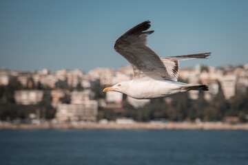 A seagull with a yellow beak and black tips of wings flies over the sea. The sea and shore in the background are out of focus. Buildings and trees are guessed in the background.