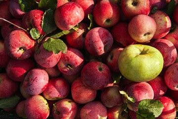 Lot of raw fresh red apples just plucked from apple tree in garden and one green of different variety lost among others, top view. Background with apples.