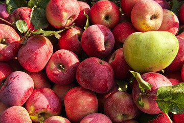 Lot of raw fresh red apples just plucked from apple tree in garden and one green of different variety lost among others, top view. Background with apples.