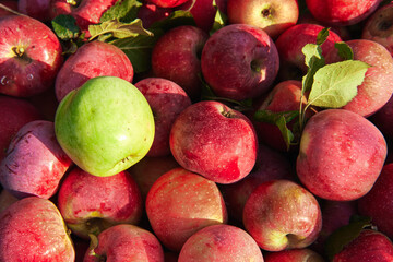 Lot of raw fresh red apples just plucked from apple tree in garden and one green of different variety lost among others, top view. Background with apples.