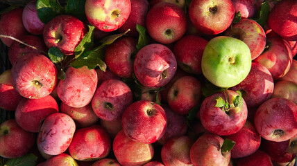 Lot of raw fresh red apples just plucked from apple tree in garden and one green of different variety lost among others, top view. Background with apples.