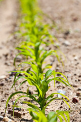 cultivation of sweet corn