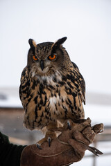 Eurasian Eagle Owl (Bubo Bubo) during falconry training.