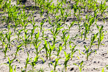 young corn sprouts in the spring season