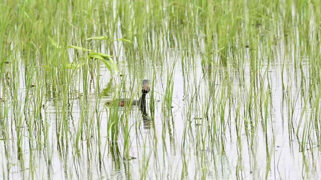 Ducks in the Canadian wetlands