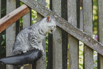 little cute gray kitten sits on a bicycle seat on the background of a wooden fence in the village 