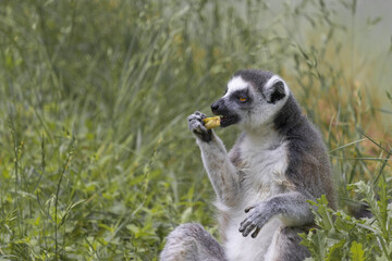 Naklejka na ściany i meble Lemur catta sits in a tall grass and eats.(Lemur catta)