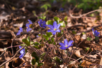 Hepatica 