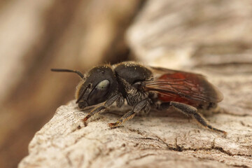 Close up of a black and red colored small mason bee , Osmia andrenoides