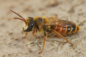 Males of this mining bee species can be quite red, Andrena variabilis