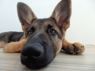 An up close and personal portrait of a puppy in which the nose appears enlarged.