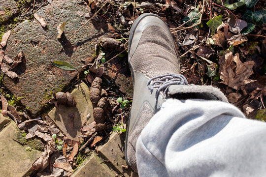 close up of person stepping into dog poop on brick floor on a sunny day
