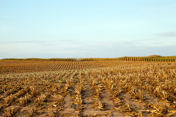 thick mown corn stalks