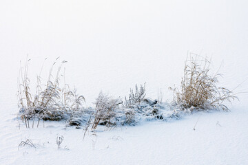 Dried plants in the snow