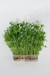 Micro-green pea sprouts close-up on a white background in a pot with soil. Healthy food and lifestyle