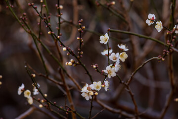 早春に咲き始めた梅の花と蕾