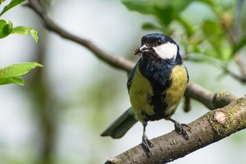 Great tit carries insects to its young. Czech Republic. Europe. 