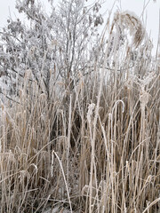 Fototapeta premium Winter forest in Russia. Snow-covered dry reeds on a frozen lake