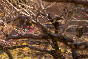 早春に咲き始めた梅の花と蕾