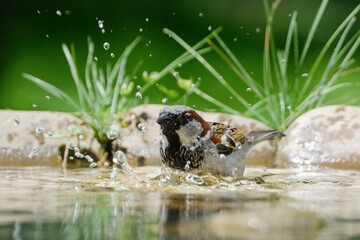 House sparrow, Passer domesticus, male are bathed in the water of a bird watering hole. He sprays water. Czechia. Europe. 