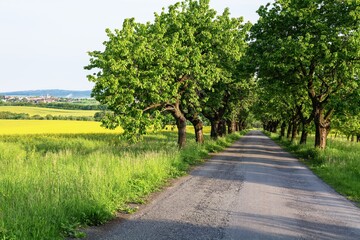 Fototapeta na wymiar Spring cherry alley around the road. East Moravia. Czech Republic. Europe.
