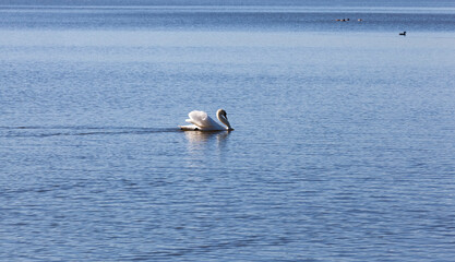 Swan in spring