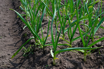 Garden and vegetable garden.Spring planting.Sprouted young green onions on the beds.Eco-friendly cultivation of vegetables and fruits.Zero waste.Harvesting.The spring festival.Healthy food