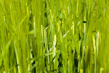 agricultural field where green barley grows